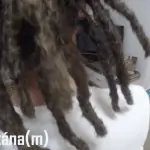 rasta készítés Szücsi